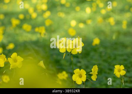 Oxalis pes-caprae fiori di giallo luminosi sul prato primaverile. Pianta di fioritura di erba medica. Lo sbocco del lupo sullo sfondo sfocato. Foto Stock