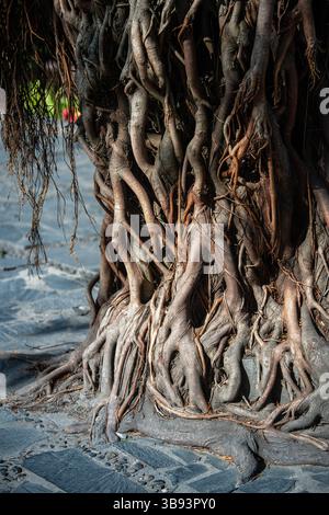 Grandi radici di alberi si estendono lungo il terreno accanto al vecchio tronco in una densa città tropicale, con una vegetazione forte Foto Stock