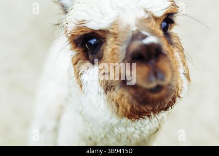 Un'affascinante fotografia del volto espressivo di un alpaca, piena di curiosità. Un ritratto di alpaca che mostra gli occhi espressivi e la pelliccia bagnata Foto Stock