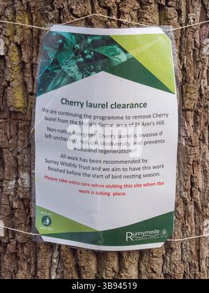 Cartello "Cherry laurel Clearing" che indica un programma di rimozione di questo invasivo sempreverde a St Ann's Hill, Chertsey, Regno Unito. Foto Stock