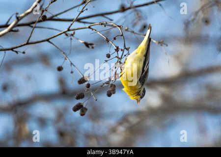 Giallo, piccolo uccello Goldfinch appeso in un albero di betulla che mangia semi. Foto Stock