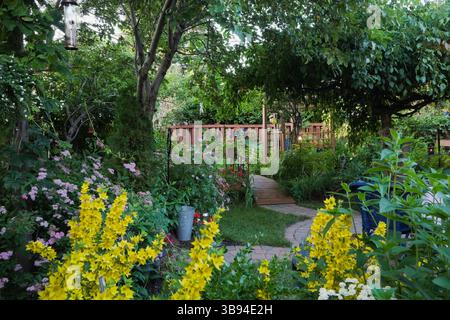 Fiori gialli di Lysimachia punctata, sovrastante Malus 'Liberty' e Malus 'Royal Beauty' - foglie di mela su ponte pedonale di legno marrone nel cortile posteriore. Foto Stock