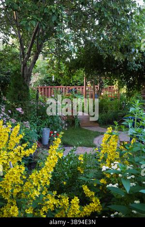 Fiori gialli di Lysimachia punctata, sovrastante Malus 'Liberty' e Malus 'Royal Beauty' - foglie di mela su ponte pedonale di legno marrone nel cortile posteriore. Foto Stock