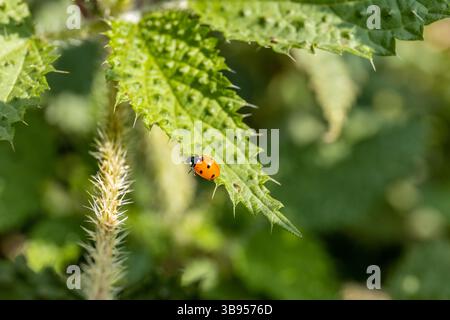 Harmonia axyridis è una grande specie di scarabeo femminile o di coccinello che è più comunemente conosciuta come harlequin, insetto di coleottero asiatico multicolore Foto Stock
