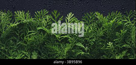 Sfondo fogliame con foglie di piante verdi fresche ricoperte di gocce d'acqua di rugiada. Parete dell'impianto per un ambiente ecologico o per un giorno sulla Terra. Foto Stock