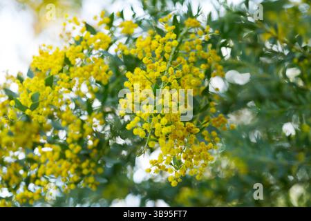 Australian acacia cultriformis luminose fiori gialli Foto Stock