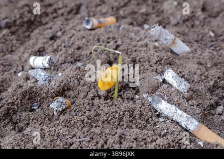 Colpo ad angolo alto di un fiore appassito circondato da mozziconi di sigaretta sul terreno, simboleggiando il danno causato dal tabacco. Foto Stock