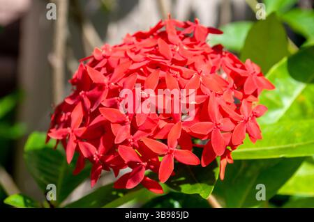 Tropical Ixora Flower Cluster – Jungle Geranium con foglie verdi lussureggianti Foto Stock