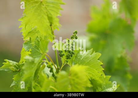 Primo piano di una pianta d'uva Foto Stock