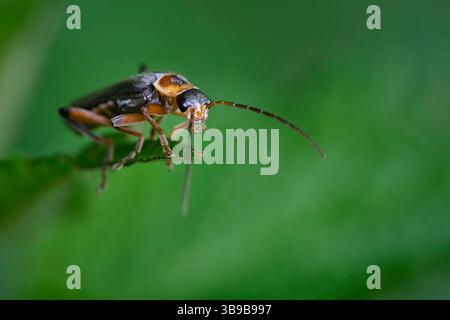 Gemeiner Weichkäfer Cantharis fusca . Gemeiner Weichkäfer Cantharis fusca . 20210528MIC0412 *** scarabeo comune dal corpo molle Cantharis fusca scarabeo comune dal corpo molle Cantharis fusca 20210528MIC0412 Foto Stock