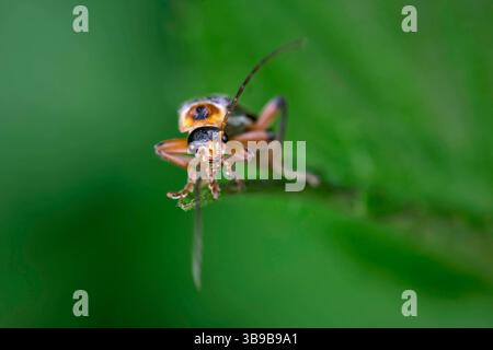 Gemeiner Weichkäfer Cantharis fusca . Gemeiner Weichkäfer Cantharis fusca . 20210528MIC0377 *** scarabeo comune dal corpo molle Cantharis fusca scarabeo comune dal corpo molle Cantharis fusca 20210528MIC0377 Foto Stock