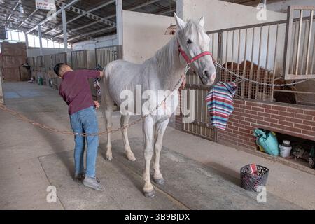 Stalla di cavalli in Iran. Foto Stock