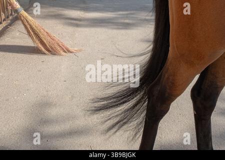 Stalla di cavalli in Iran. Foto Stock
