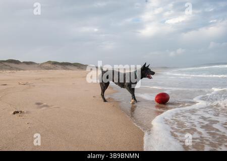 blue heeler sulla spiaggia Foto Stock
