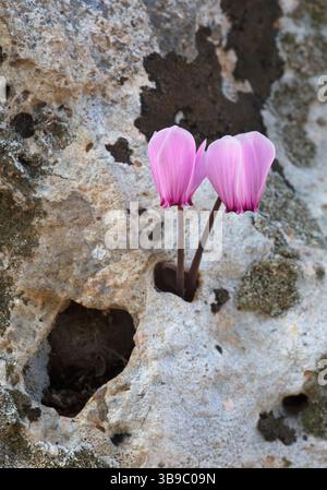 Due fiori rosa di ciclamino greco (Cyclamen graecum) che mostrano resilienza man mano che emergono da un piccolo buco in una roccia. Foto Stock