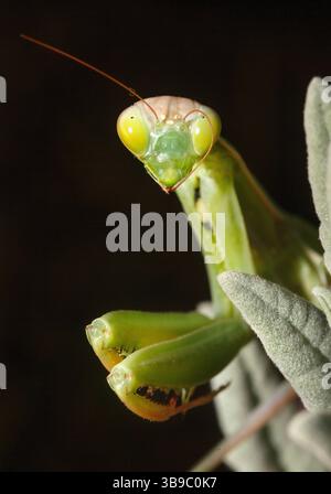 Mantide di preghiera europea, Mantis religiosa, vista da vicino come un ritratto con l'insetto che guarda lo spettatore Foto Stock