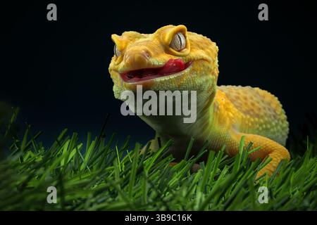 Leopardo geco lucertola sul ramo, eublepharis macularius Foto Stock