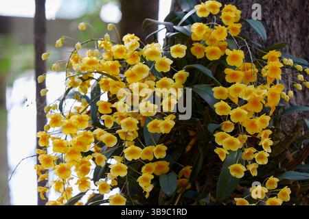 Vista ravvicinata della crescita gialla di Dendrobium lindleyi sull'albero Foto Stock