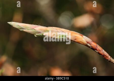 Bocciolo di faggio in primavera (Fagus sylvatica) Foto Stock