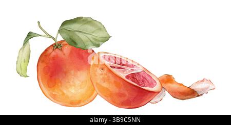 Composizione con fetta e pompelmo intero e scorza. Illustrazione ad acquerello disegnata a mano di agrumi tropicali arancioni e foglie su isolata Foto Stock