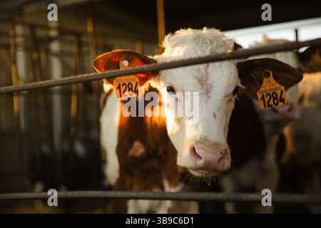 Vitello dietro il recinto all'alba sulla fattoria Foto Stock