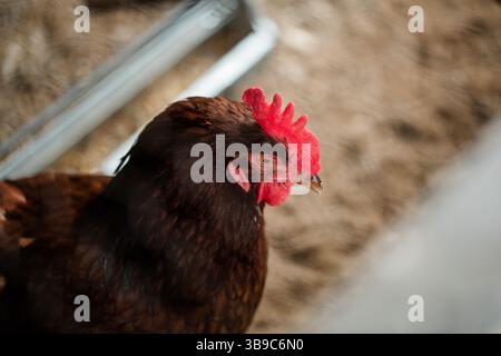 Primo piano di pollo bruno con pettine rosso nell'allevamento rurale del Michigan Foto Stock