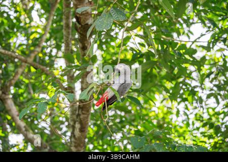 Pappagallo grigio, Psittacus erithacus Foto Stock