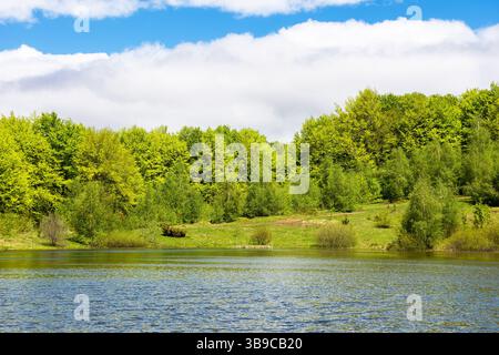 lake among forest in spring. landscape with beech trees in green foliage near water. recreation scenery in carpathian mountain on a sunny day. calm na Foto Stock