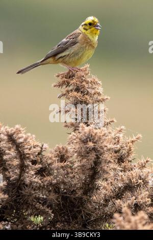 Yellowhammer seduto in cima al cespuglio di gorse Foto Stock
