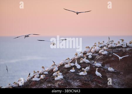 Gannet settentrionale (Morus bassanus) che sorvola la colonia sulle scogliere al tramonto, fauna selvatica, Helgoland, Germania, Europa Foto Stock