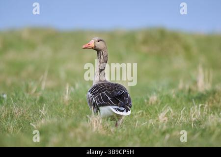 Oca Greylag (Anser anser) su un campo, fauna selvatica, Helgoland, Germania, Europa Foto Stock