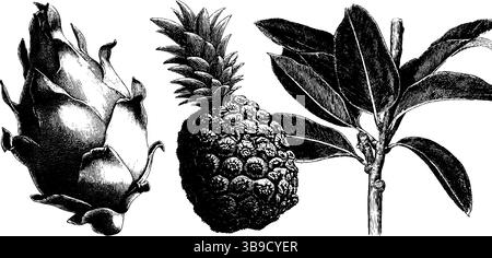 Set illustrativo botanico inciso con frutta del drago, ananas e cactus. Illustrazione Vettoriale