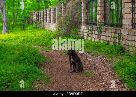 Un cane fedele aspetta il suo proprietario su un sentiero nel parco Foto Stock