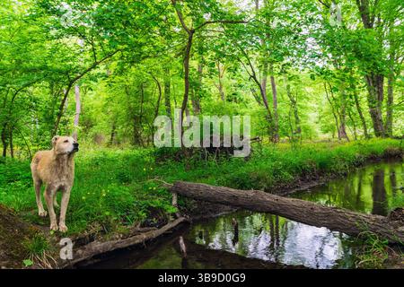 Un cane fedele aspetta il suo proprietario sulla riva del fiume nella foresta verde Foto Stock