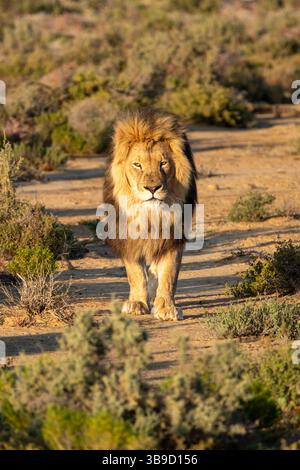 Leone maschio che segue preda nelle pianure africane. Foto Stock
