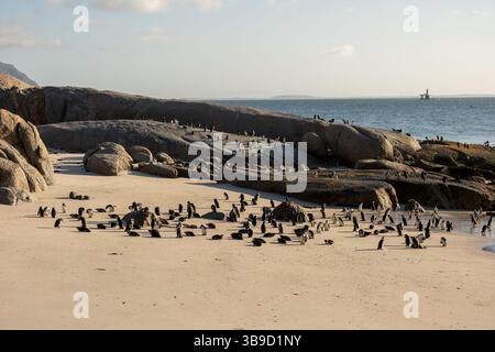Una colonia o una colonia di pinguini africani a Boulders Beach a città del Capo, Sudafrica. Foto Stock