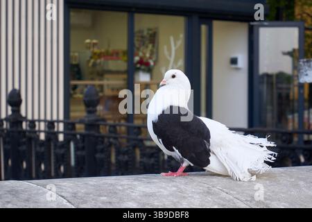 Black and White Pigeon su Stone Ledge Foto Stock