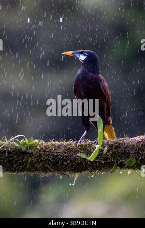 Montezuma oropendola Foto Stock