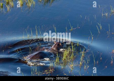 Vista aerea dell'ippopotamo comune o dell'ippopotamo (Hippopotamus amphibius). Delta dell'Okavango. Botswana Foto Stock