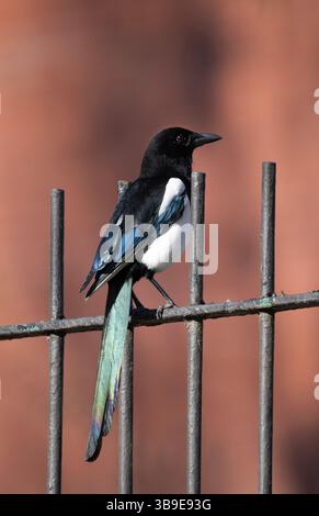 Common Magpie, Pica pica, arroccato sulle ringhiere , Londra, Regno Unito Foto Stock