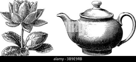 Illustrazione d'epoca incisa di un cameriere di tè cinese con fiore di loto per il design e la decorazione culturali. Illustrazione Vettoriale