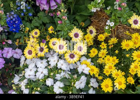 Fiori primaverili colorati in fiore in un giardino con margherite gialle e impatiens bianchi Foto Stock