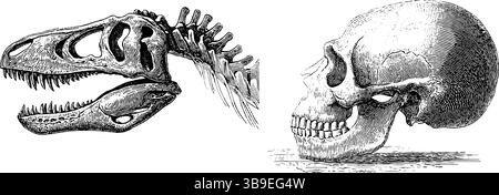 Set illustrativo inciso con scheletro di dinosauro e cranio umano. Illustrazione Vettoriale