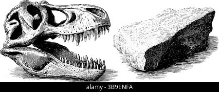 Illustrazione incisa del cranio e dei fossili di t-rex. Illustrazione Vettoriale