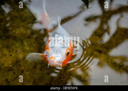 Koi, carpa koi in uno stagno Foto Stock