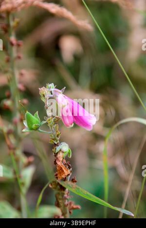 Un solo fiore di un foxglove Foto Stock