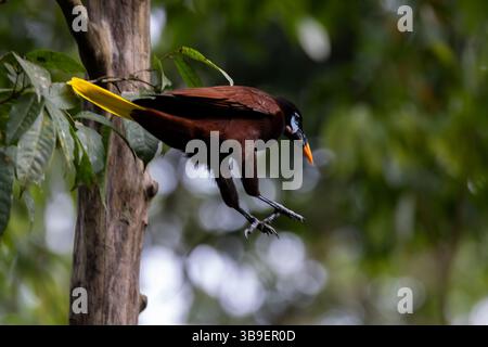 Montezuma oropendula, Selva Verde, Costa Rica Foto Stock