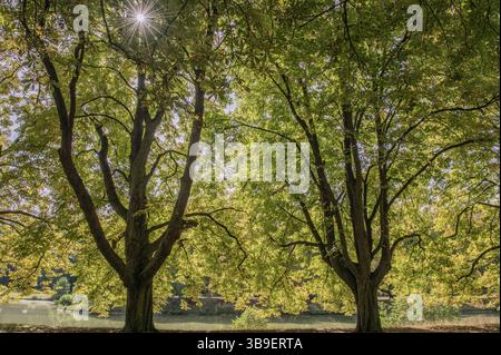 viale dei castagni nella cintura verde di Colonia Foto Stock