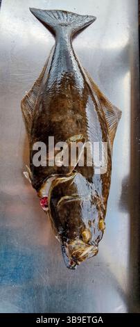 Ippoglosso appena pescato in Norvegia Foto Stock