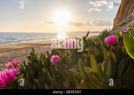 Caldo tramonto in un paesaggio di fiori viola - Carpobrotus acinaciformis. Sulla spiaggia di Praia da Falésia, Algarve, Portogallo Foto Stock